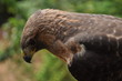 The unique falcon