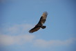 Flight of wild bird