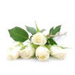 Weiße Rosen