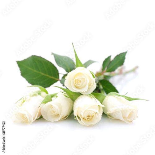 Foto: Weiße Rosen Weiße Rosen