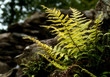 Fern Growing out of Wall Fern Growing out of Wall