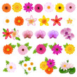 Beautiful Flowers