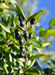 myrte...fruit