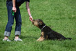 Airedale Terrier bekommt Leckerli