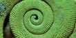 queue de caméléon