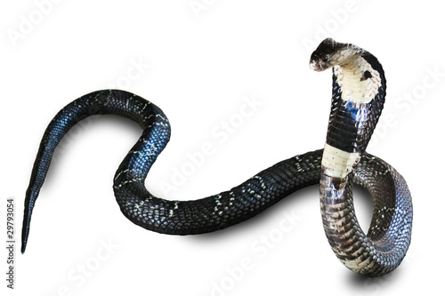 Photo: Cobra snake isolated on white background Cobra snake isolated on white background