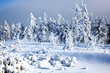 Photo: Winterwald 563 Winterwald 563