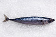 Photo: Mackerel on crushed ice Mackerel on crushed ice