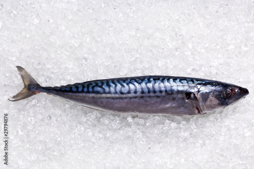 Photo: Mackerel on crushed ice Mackerel on crushed ice