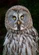 Great Grey Owl (Strix nebulosa)