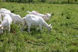 Chevrettes au pâturage