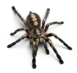 Tarantula spider, Poecilotheria Metallica, in front of white bac