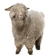 Angora goat in front of white background Angora goat in front of white background