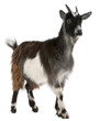 Common Goat from the West of France, Capra aegagrus hircus Common Goat from the West of France, Capra aegagrus hircus