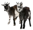 Common Goats from the West of France, Capra aegagrus hircus Common Goats from the West of France, Capra aegagrus hircus
