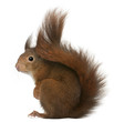 Eurasian red squirrel, Sciurus vulgaris, 4 years old Eurasian red squirrel, Sciurus vulgaris, 4 years old