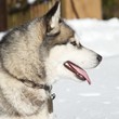 Portrait of a beautiful husky dog