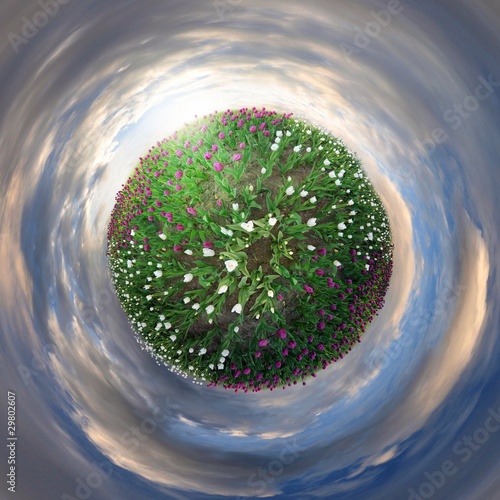 Photo: Tulip planet Tulip planet