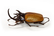 Eupatorus gracilicornis horned beetle on white background