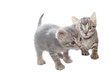 Sweet little Cats