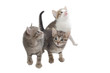 Three imaginary kitten