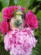 Froschkönig gebettet auf Rosen Froschkönig gebettet auf Rosen