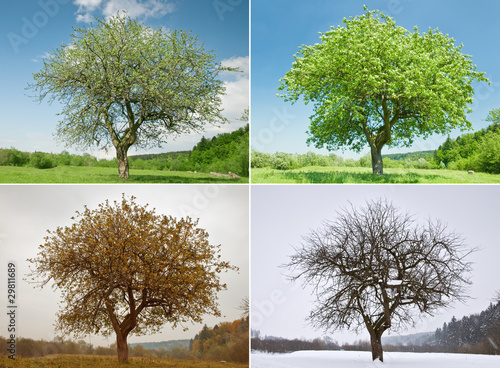 Photo: tree tree
