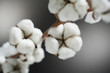 raw cotton raw cotton