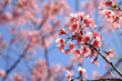 Thai cherry blossom, Sakura