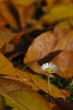 Surviving lawndaisy among dead leaves