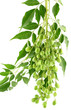 fruits du neem, margousier; azadirachta indica