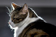 domestic cat