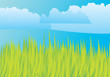 Grassland