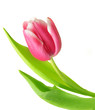 tulip