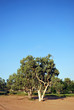 Australian Eucalyptus Australian Eucalyptus