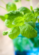 Fresh mint