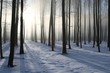 Path in the winter coniferous forest at dawn