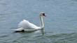 swan