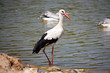 Cigogne
