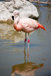 Flamant rose