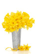 Daffodil Flower Beauty