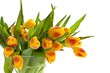 yellow tulips