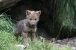 Wolfswelpe ( Canis lupus )