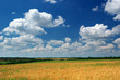 Spring meadow