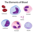 The cells of the blood depicted with accuracy, Ai 8