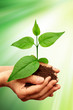 Green plant Green plant