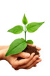 Green plant in hand