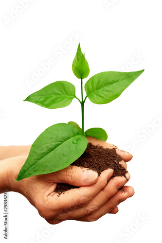 Photo: Green plant in hand Green plant in hand