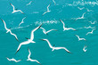 Vector: Background with gulls flying over the sea Background with gulls flying over the sea