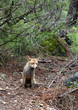 Red fox Sierras de Cazorla Andalusia Jaen Spain Red fox Sierras de Cazorla Andalusia Jaen Spain